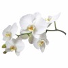 White Orchid - Pflanzen - 
