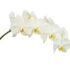 White Orchid - Plantas - 