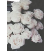 White Rose - Natur - 