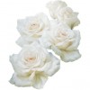 White Roses - Uncategorized - 