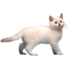 White cat - 動物 - 