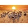 Wild zebra's in Africa - Animais - 