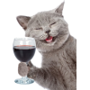 Wine Tasting 101 Live Stream W/ Cats - Animals - 