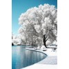 Winter Background - Minhas fotos - 