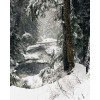 Winter Beauty  Pic - Uncategorized - 