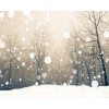 Winter - Nature - 