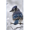 Winter - Animals - 