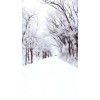 Winter forest road - Nature - 