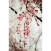 Winter into Spring Pic - Uncategorized - 