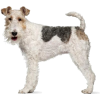 Wire Fox Terrier - 動物 - 