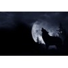 Wolf Moon - Животные - 