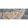 Wolves - Animals - 