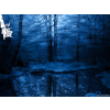 Woods Blue Background - Background - 