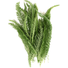 Yarrow herb - Растения - 
