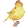 Yellow Bird - Illustrations - 