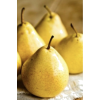 Yellow Pears - フルーツ - 