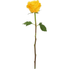 Yellow Rose - Uncategorized - 