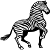 Zebra - Zwierzęta - 