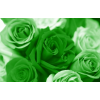 Zelena Ruža - Tła - 
