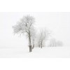 Zimska idila - My photos - 
