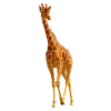 Жираф - Moje fotografie - 