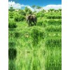 Слон - My photos - 
