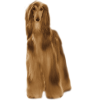 Дог - フォトアルバム - 