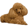 Дог - フォトアルバム - 