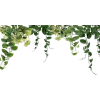цветы - Rastline - 