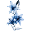 цветы - 植物 - 