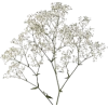 цветы - Plantas - 