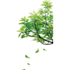 растения - Plants - 