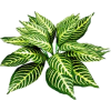 растения - 植物 - 