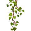 растения - 植物 - 