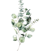 растения - Plants - 