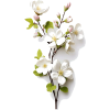 растения - Plants - 