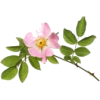 растения - Plants - 