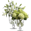 цветы - Plants - 