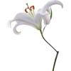квіти - Pflanzen - 