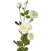 квіти - Pflanzen - 