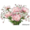квіти - Biljke - 
