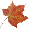 осінні листя - Narava - 