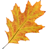 осінні листя - Natur - 