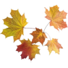 осінні листя - Natural - 