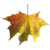 осінні листя - 自然 - 