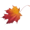 осінні листя - 自然 - 