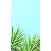 palm - Background - 