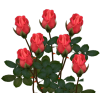 роза - Rośliny - 
