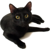 черный кот - Animals - 