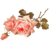 цветы - Biljke - 